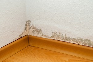 Damp Proofing Services