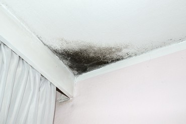 Mould Removal Services